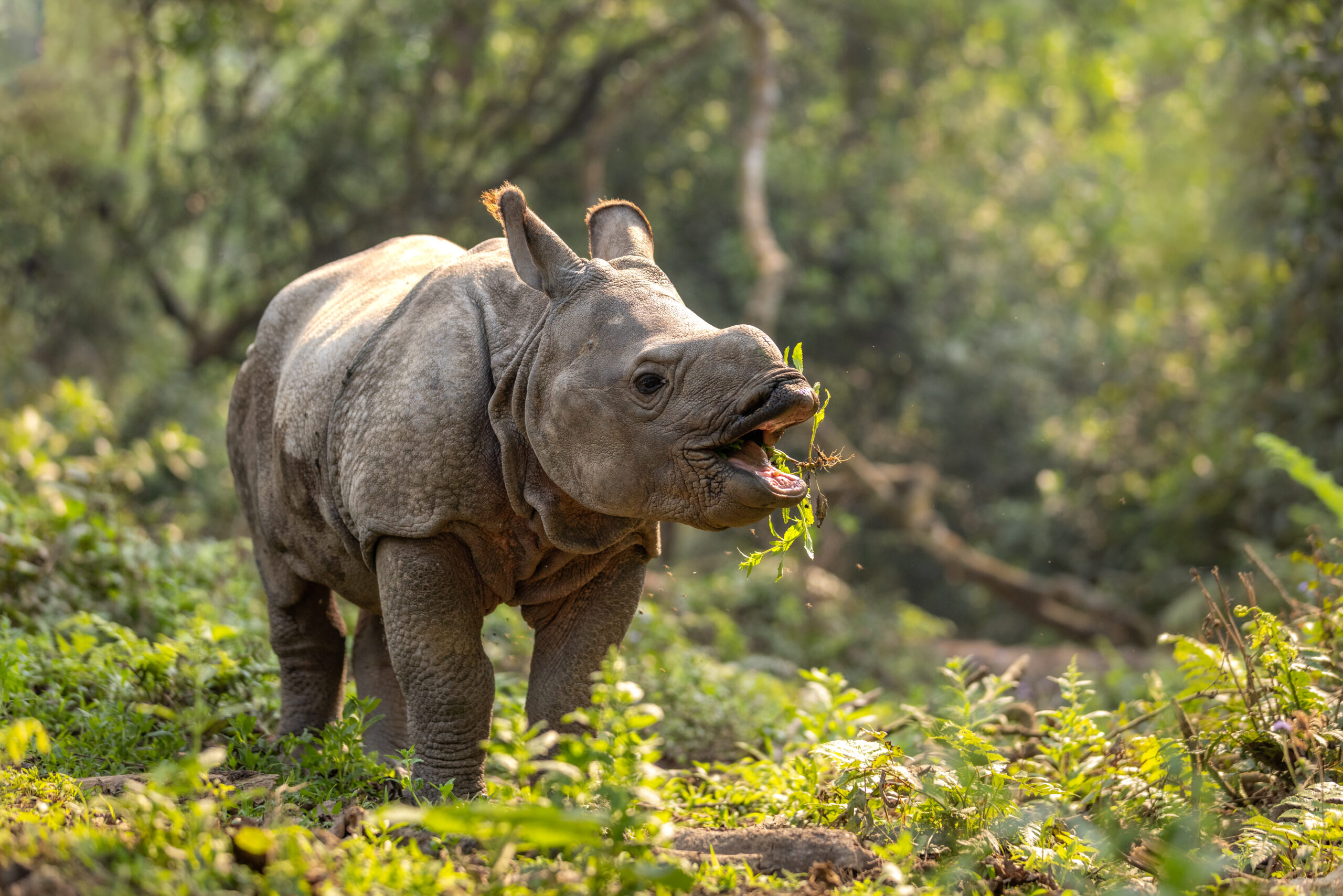 Nepal Forest - Rino