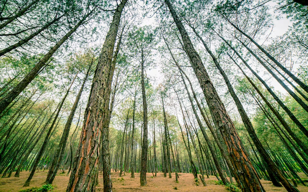 Nepal Forests